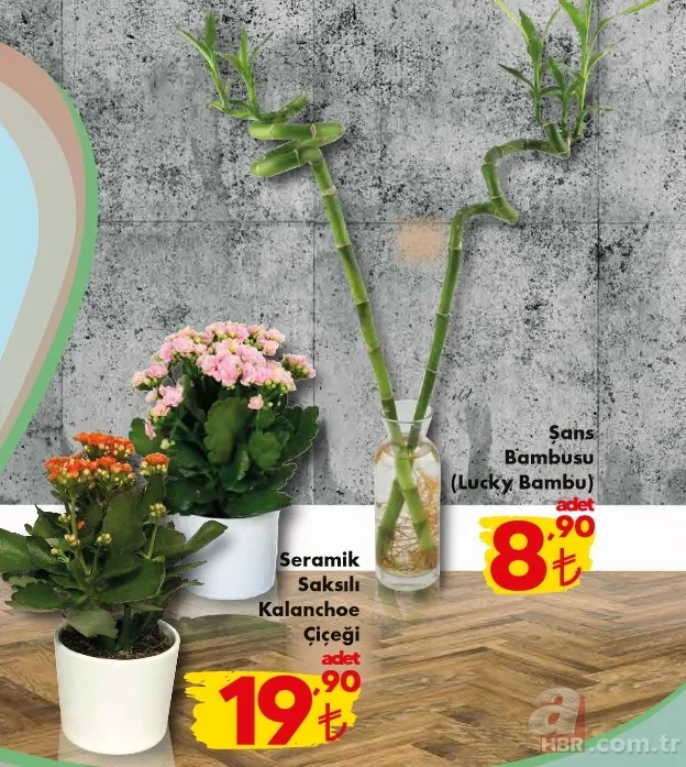 ŞOK fırsat indirimleri başladı! 7 gün geçerli olacak! 17-23 Kasım ŞOK aktüel ürünler kataloğunda neler var? 8