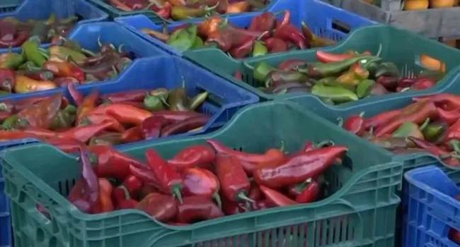 Sebze ve meyve fiyatlarında düşüş! Antalya halinde fiyatlar bir haftada yarı yarıya düştü