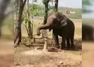 Su bulamayan filin yaptıkları gündem oldu