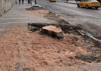 İstanbul'un bir güzelliği daha yok oldu! CHP'li İBB Çırağan Caddesi'ndeki 112 ağacı kesti! Sözde çevreciler sessiz