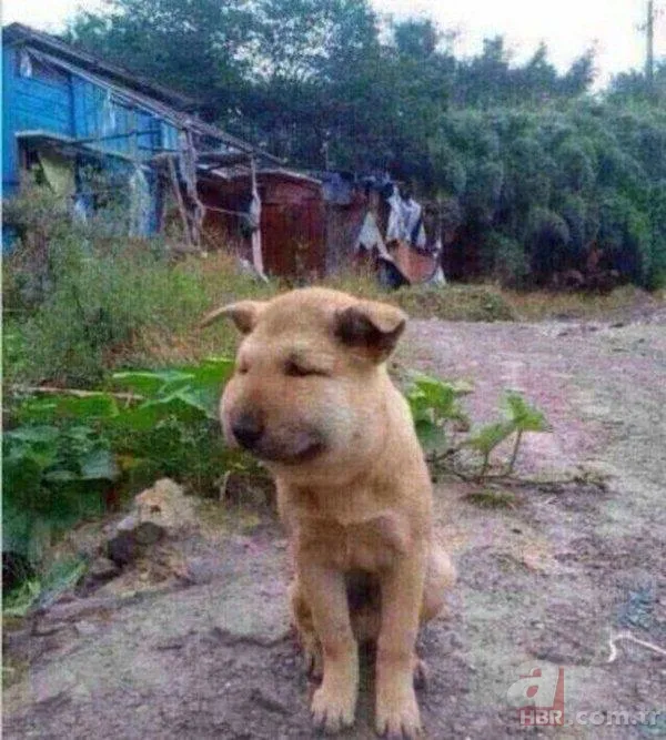 Onları görenler şaştı kaldı! 25