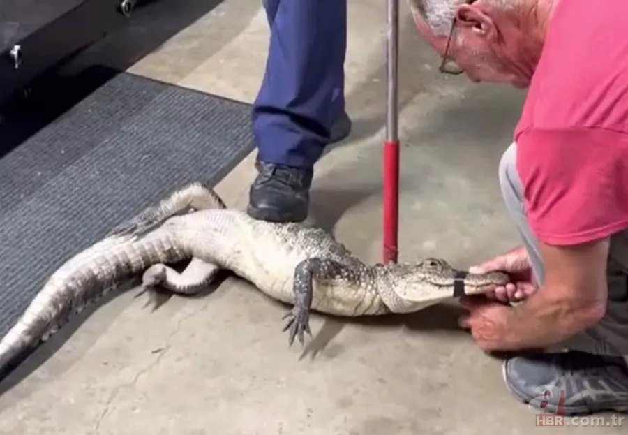 Herkes uyurken köpek kapısından girdi! Ayağıyla ağzına basıp etkisiz hale getirdi 9