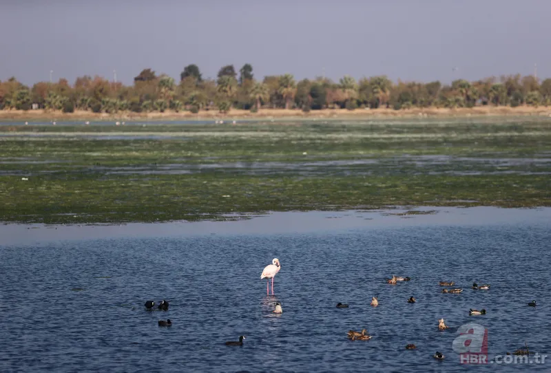 CHP'li Tunç Soyer'in "Yüzülebilir hale gelecek" dediği İzmir Körfezi çevre felaketi uyarısı veriyor 6