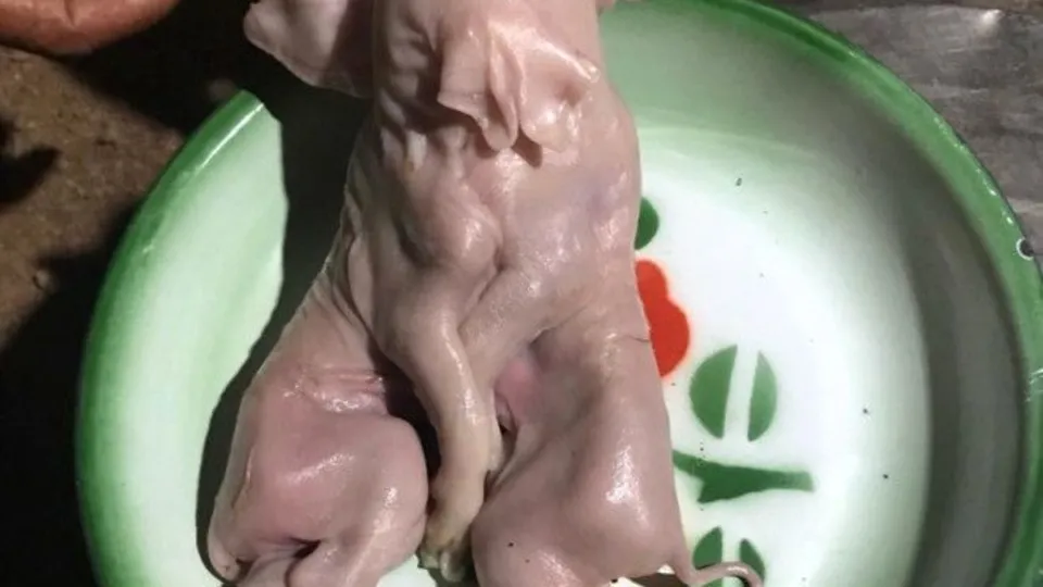 Şans getirdiğine inanıyorlar: 2 kafası, 3 kulağı, 8 ayağı var!