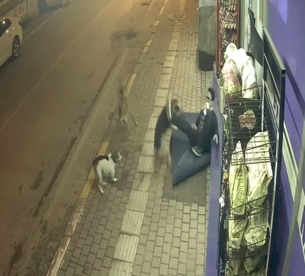Sokak köpekleri bir anda saldırdı! Antalya'daki dehşet anları güvenlik kamerasına yansıdı - 5