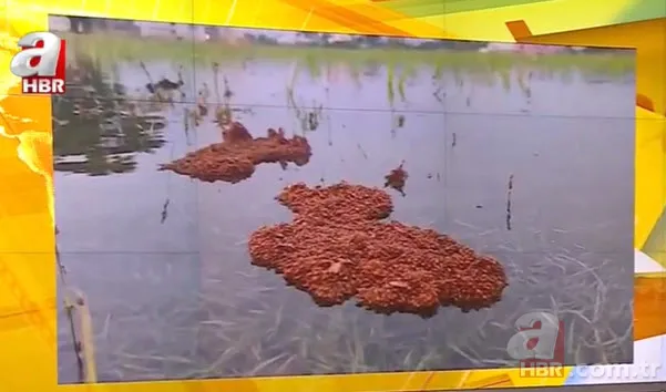 Kırmızı karıncalardan batmayan sal! Haftalarca yüzebiliyorlar 1