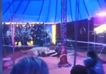 Rusya’da büyük şok! Kaplan sirkte eğitmenine saldırdı