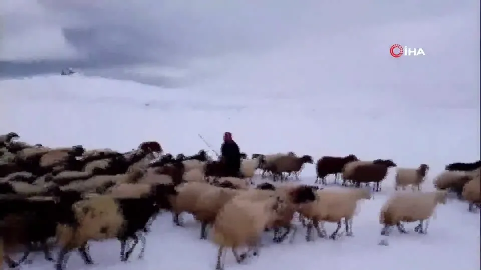 Kar yağışı besicilere zor anlar yaşattı