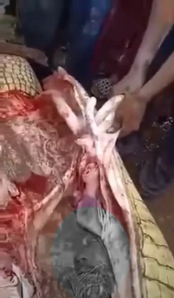 Timsahın karnından insan çıktı! Kan donduran anlar böyle görüntülendi...