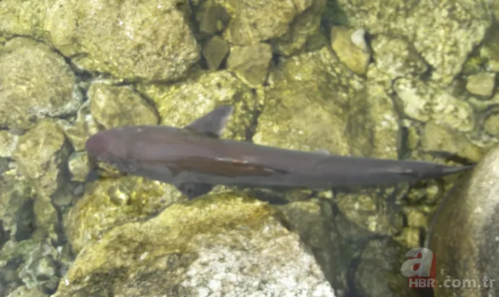 Levrek yakaladığını zannetti! Oltasına takılan balığı görünce gözlerine inanamadı 2