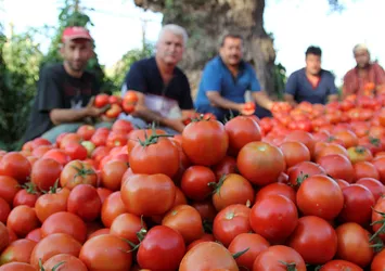 Rus heyet domates ihracatını görüşmeye geliyor