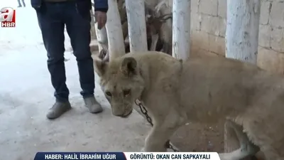 Teröristler hayvanları da çalmak istedi
