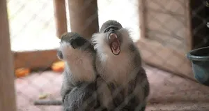 Maymunlar ev basıp bir aylık bebeği kaçırdı