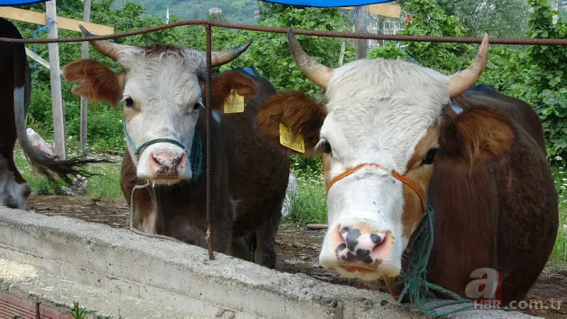 Kurbanlık fiyatları netleşti! Kurbanlık fiyatları son dakika il il açıklandı: 2022 koyun, keçi, dana fiyatları ne kadar, kaç TL oldu? 3