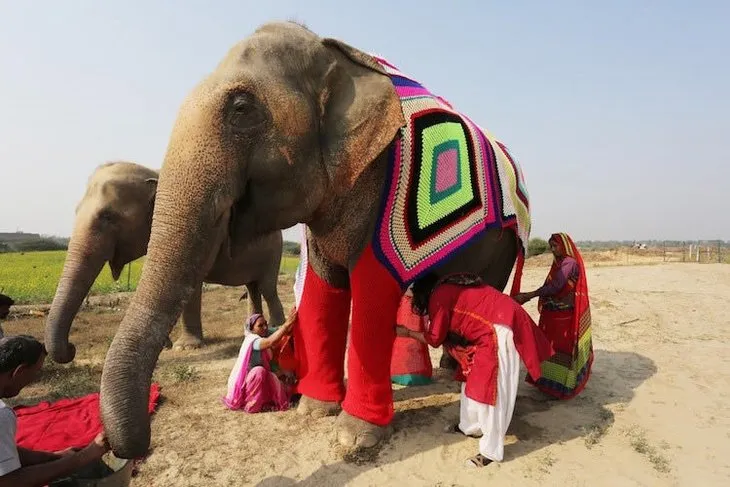 Hindistan’da istismardan kurtarılan fillere köylüler kazak örüyor
