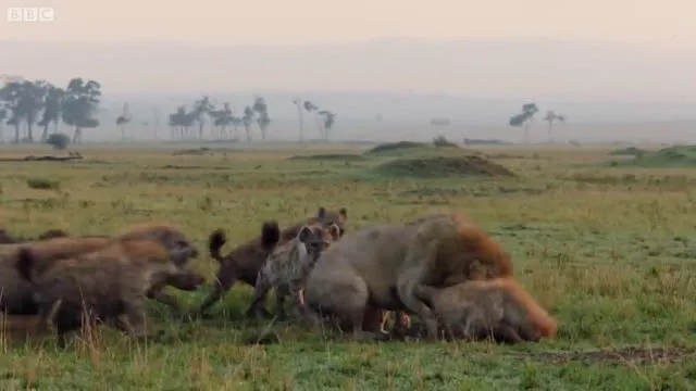 Sırtlanların arasında tek başına kalan aslanın mucize kurtuluşu! Son anda öyle şeyler oldu ki...