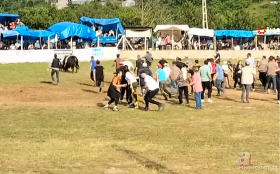 Şampiyon boğanın gazabı! Sahibine böyle saldırdı 4