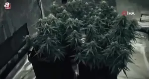 Gardırobu açtılar sera çıktı