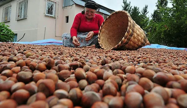 findik-ihracatinda-tarihi-rekor-turkiye-2021de-2-milyar-260-milyon-dolarlik-findik-ihrac-etti-1641222924484.jpg Fındık ihracatında tarihi rekor! Türkiye 2021'de 2 milyar 260 milyon dolarlık fındık ihraç etti - 3