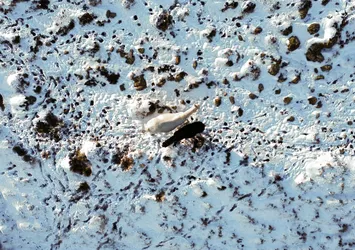 Kar altında böyle yiyecek aradılar! Yılkı atları havadan görüntülendi