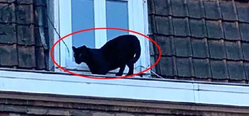Çatı katında panter şoku! Görenler şaşkına döndü...