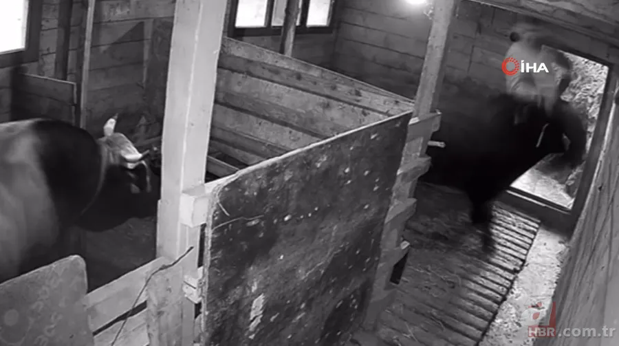 Kızgın boğa sahibine dehşeti yaşattı! 800 kiloluk Mosso böyle saldırdı 🐂 5