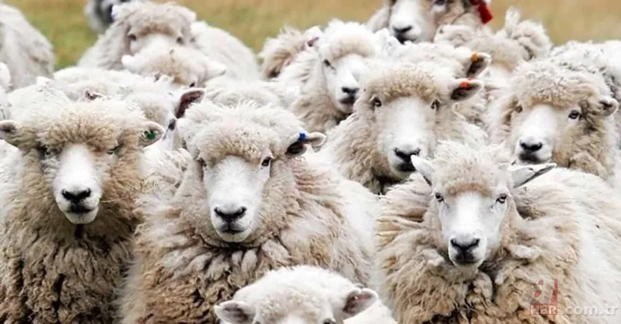 Kurbanlık Fiyatları 2024 | Koyun, keçi kurbanlık bedeli ne kadar, kaç TL? Küçükbaş hisseleri... 11