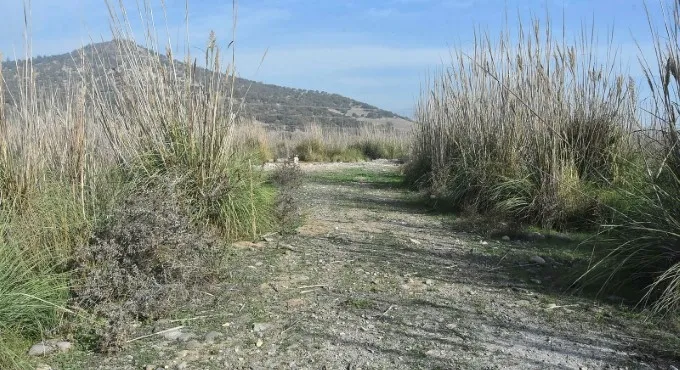 Bataklık ve sazlık bölge, Türkiye'nin en büyük jeotermal ısıtmalı serası olacak - 4