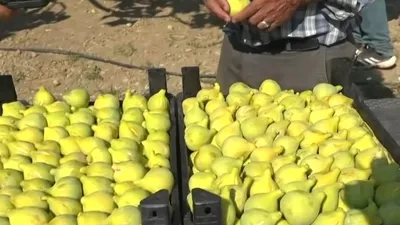 İzmir’de Bardakcık incirinin hasadı başladı