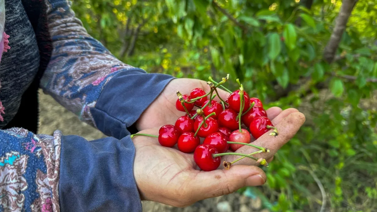 Kuzey yarımkürenin ilk kirazı hasat edildi