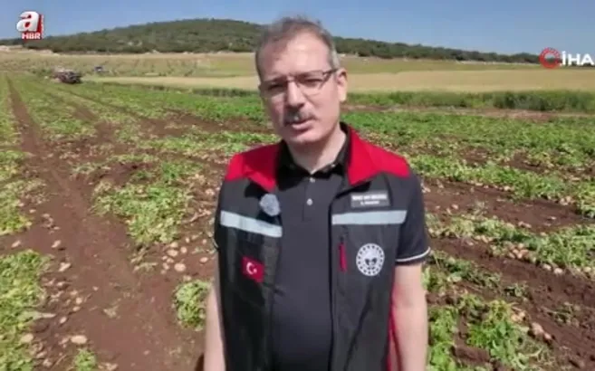 Turfanda patateste hasat başladı