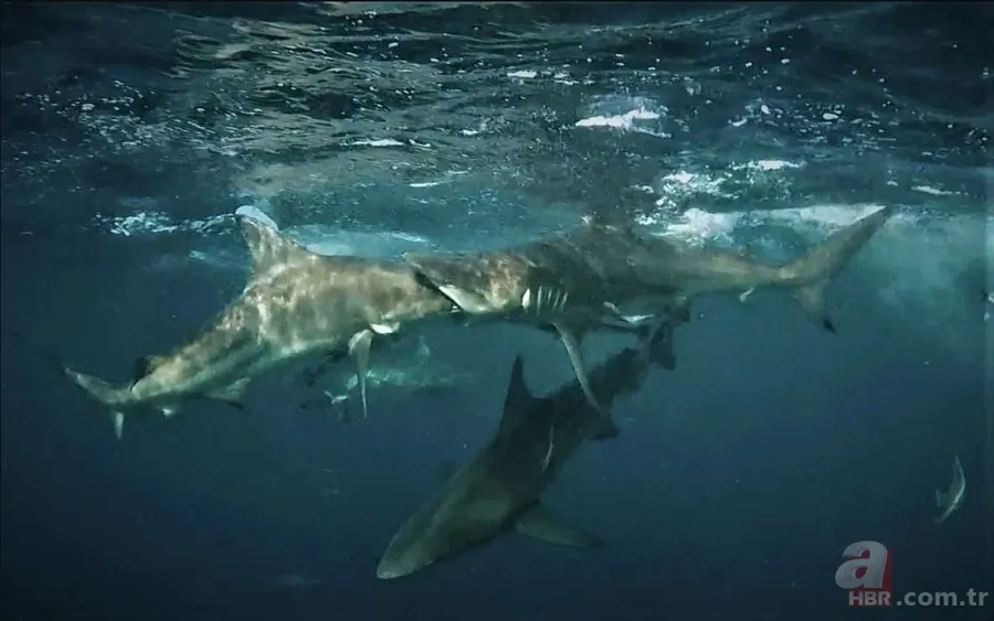 Ölümle burun buruna! Denizde korkunç anlar drone kamerasında! Dev köpek balığı... 5