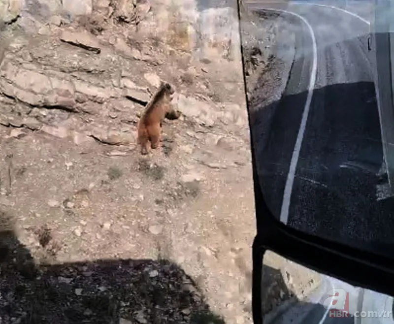 Bahçeden gelen ses harekete geçirdi! İncir ağacında gördükleri hayrete düşürdü 6