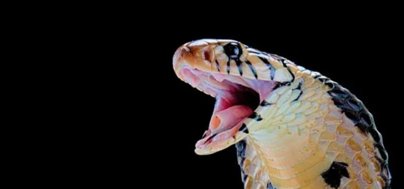 yilan midesi icinde yasayan yeni bir