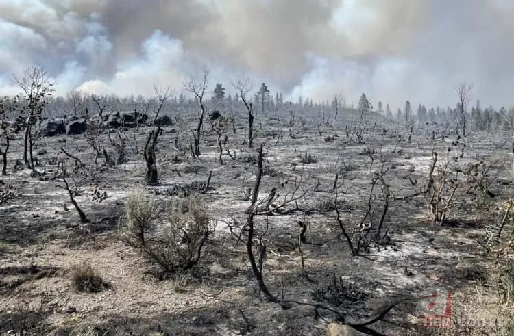 ABD'de dev orman yangını! 85 kilometrekarelik alan alevlere teslim 16