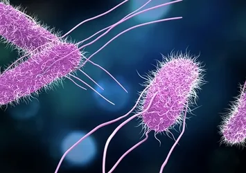 Salmonella'dan nasıl korunuruz? Enfeksiyonu ölümcül olabilir! Gıda üreticileri dikkatli olmalı