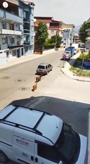 bursada-kecilere-eziyet-kamerada-araca-baglayip-kilometrelerce-kosturdu-1654598769778.jpg Bursa’da keçilere eziyet kamerada! Araca bağlayıp kilometrelerce koşturdu - 3