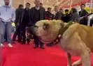 Çobanların vazgeçilmezi Guregh köpekleri