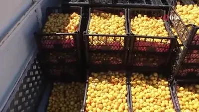 Alıçta hasat başladı