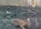 Orman yangınında yürek burkan görüntü