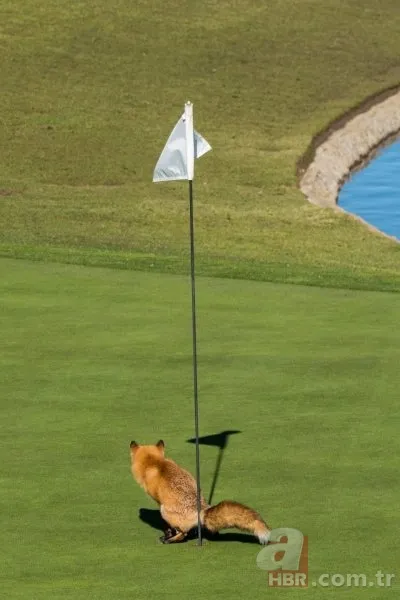 Vahşi yaşamın en komik fotoğrafları 20