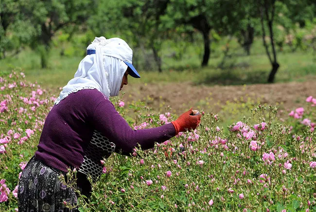 Isparta’da eczası gül posasından kozmetik sektörüne hammadde üretildi - 7