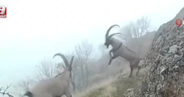 Dağ keçileri için yem bırakıldı