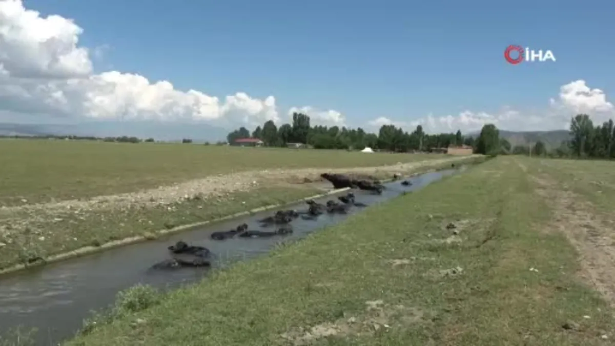 Sıcaktan bunalan mandaların sudaki görüntüleri Afrika’yı aratmıyor