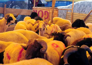 Kurbanlıkların Avrupa Yakası'na geçişi bu geceden itibaren serbest