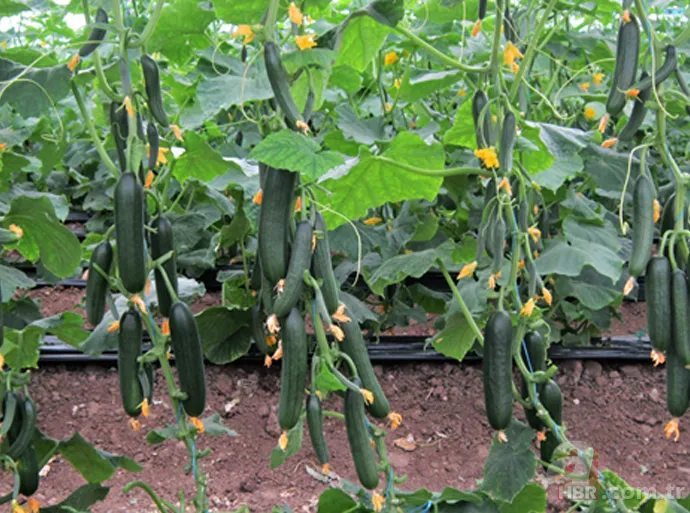 Temel gıdada KDV indirimi başladı! Hangi ürün ne kadar oldu? İşte fiyatı düşecek ürünler 22