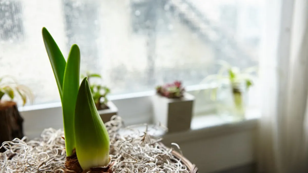 Ev bitkileri neden solar? Yanlış bakım kökleri çürütüyor!