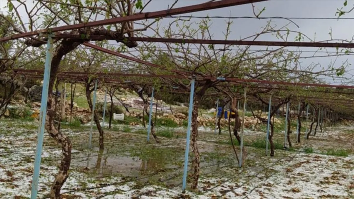 Mersin'de dolu ürünlere zarar verdi