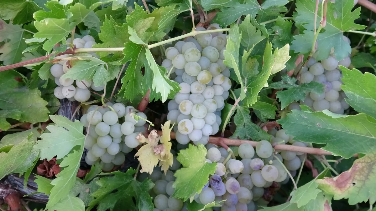 Kilosu 600 liradan alıcı buluyor! Malatya’da üzüm üreticisinin yüzü gülüyor - 1