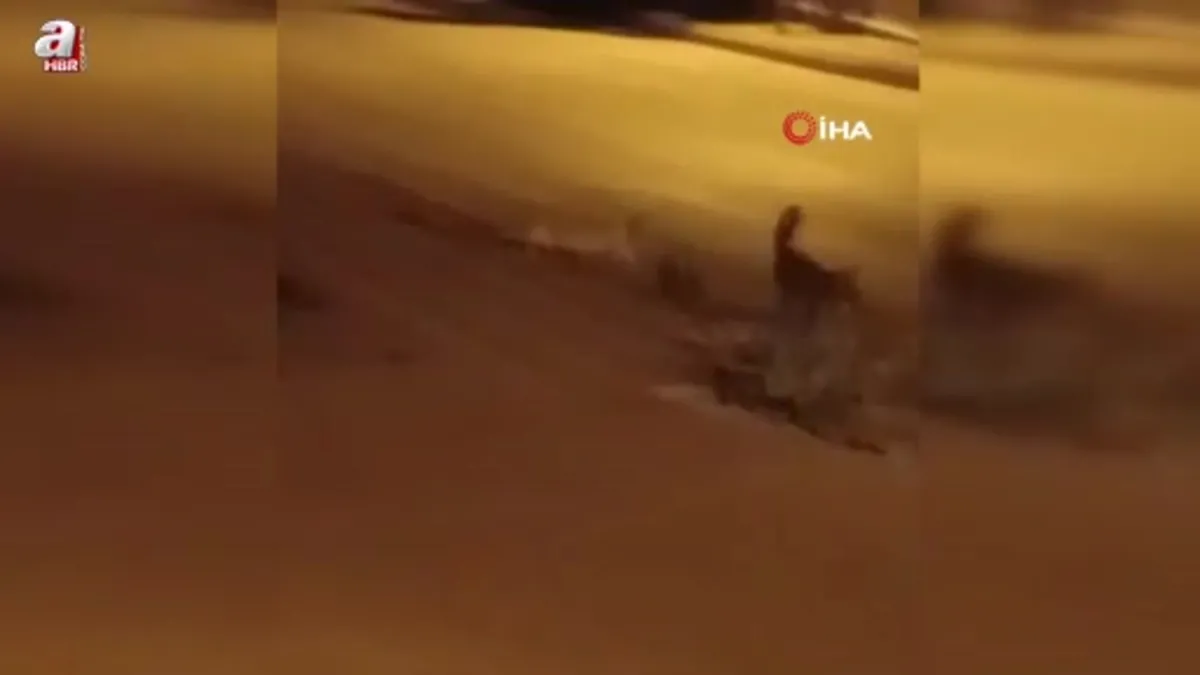 Kedi tarafından saldırıya uğrayan tilki çareyi kaçmakla buldu